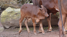 Watussi-Rind (3).jpg